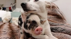 Топ-10: альтернативні домашні тварини, які варто починати сьогодні